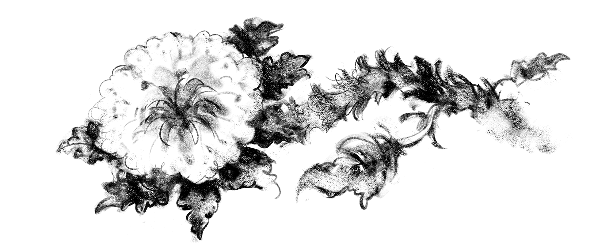CIMARUTA
