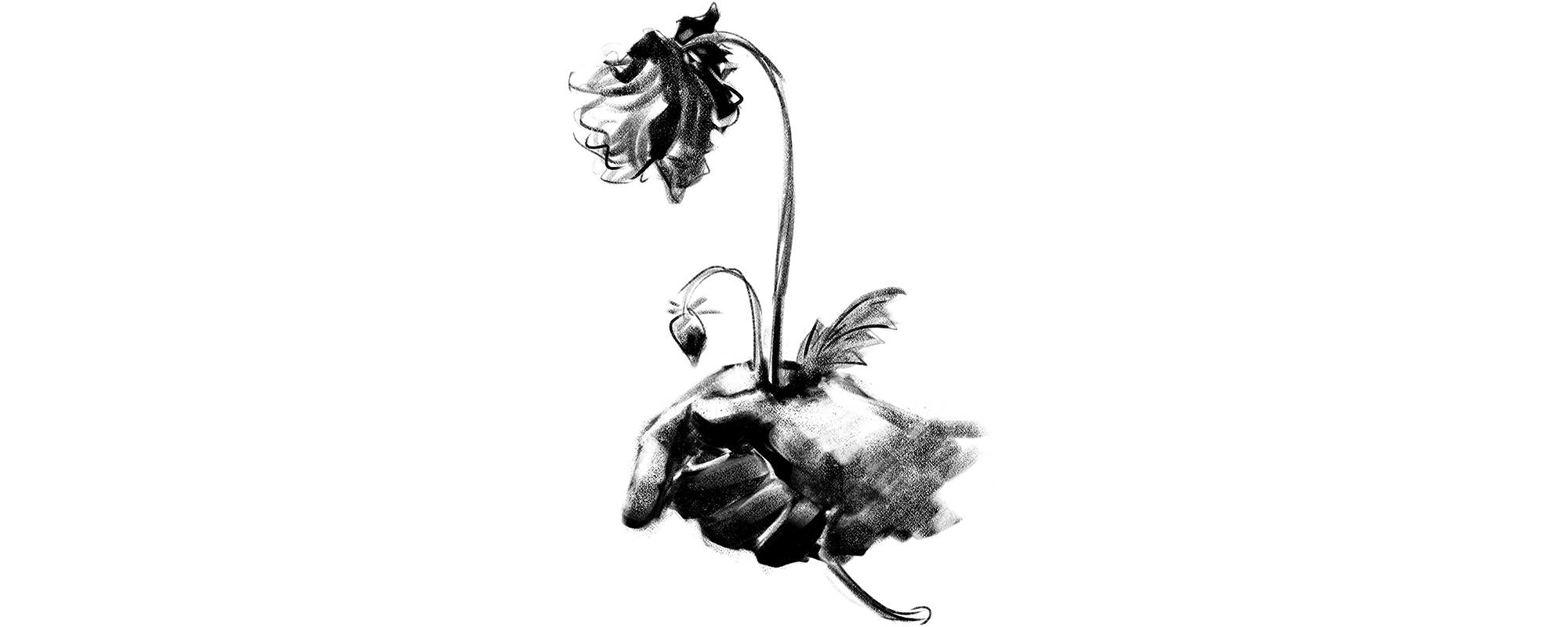 PAPAVERO