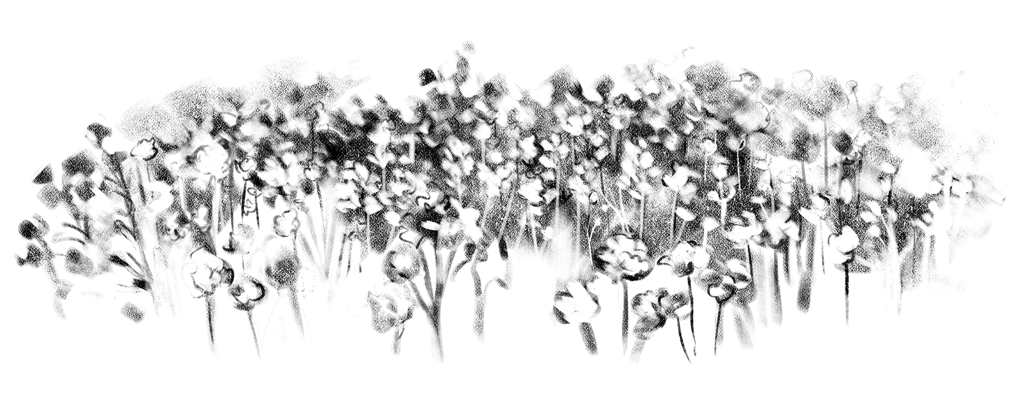 PAPAVERO