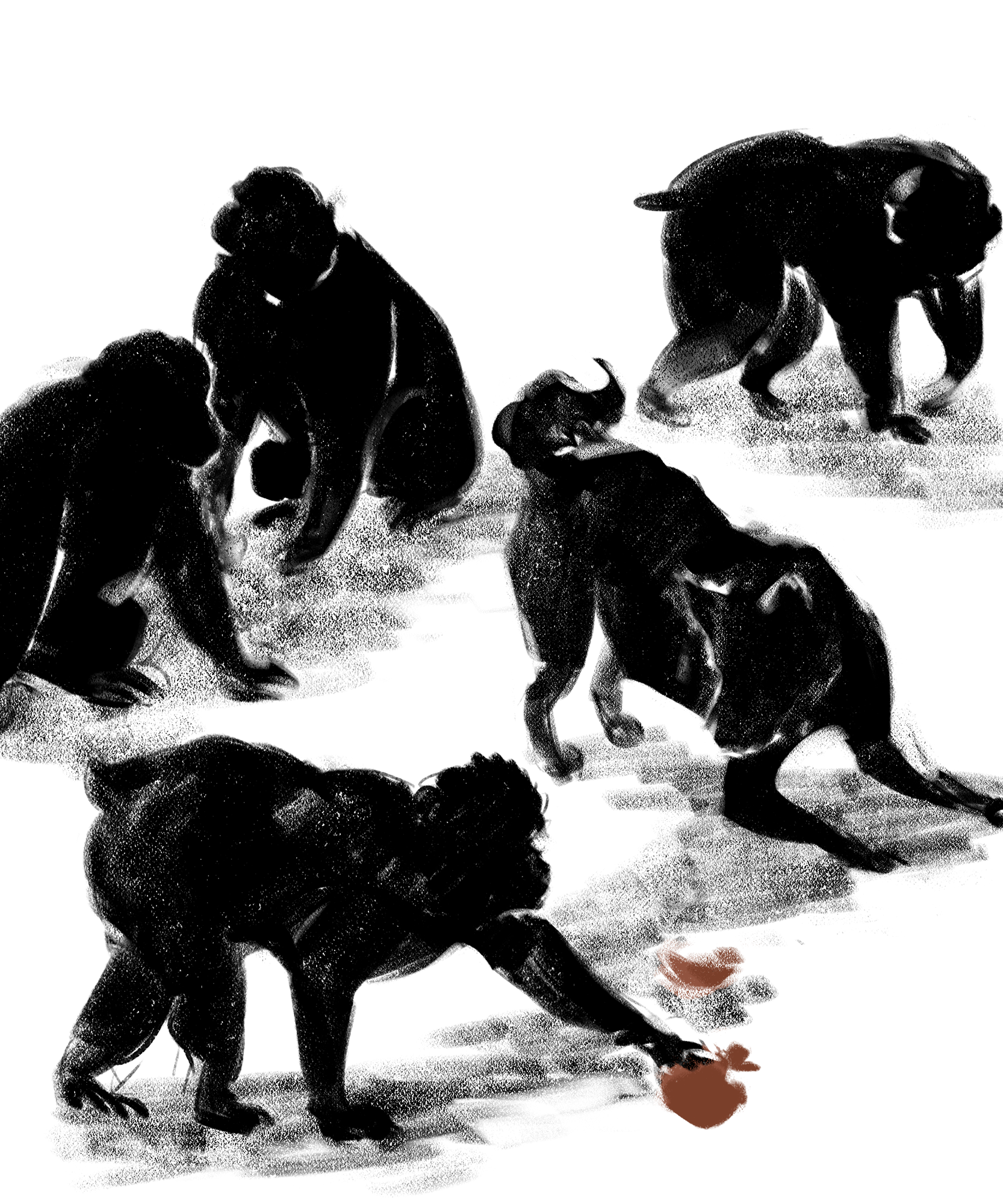 SARU