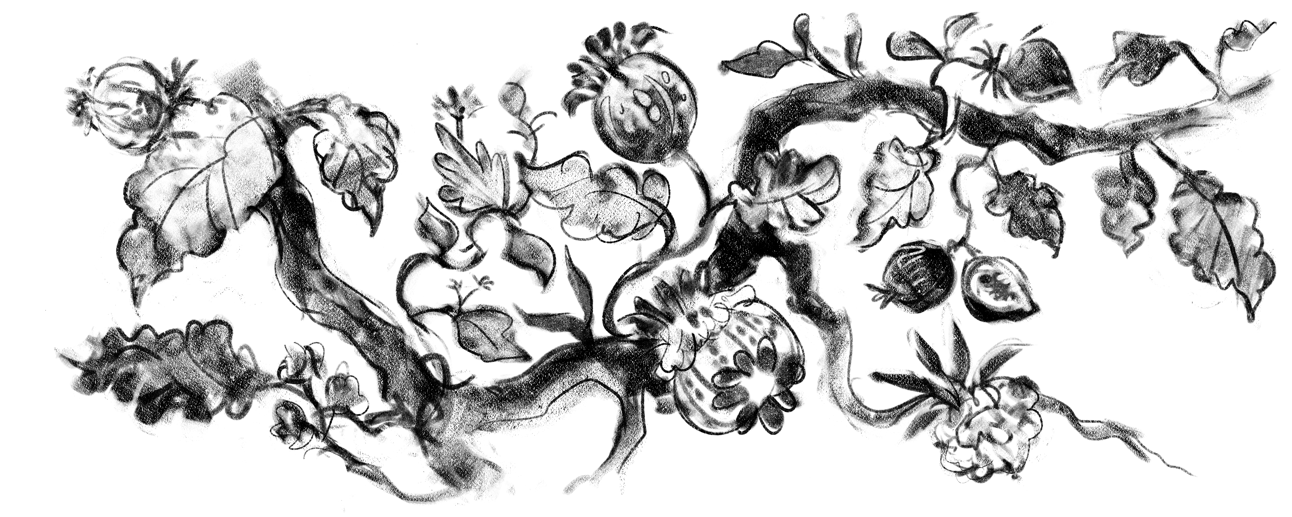 SYCOMORUS