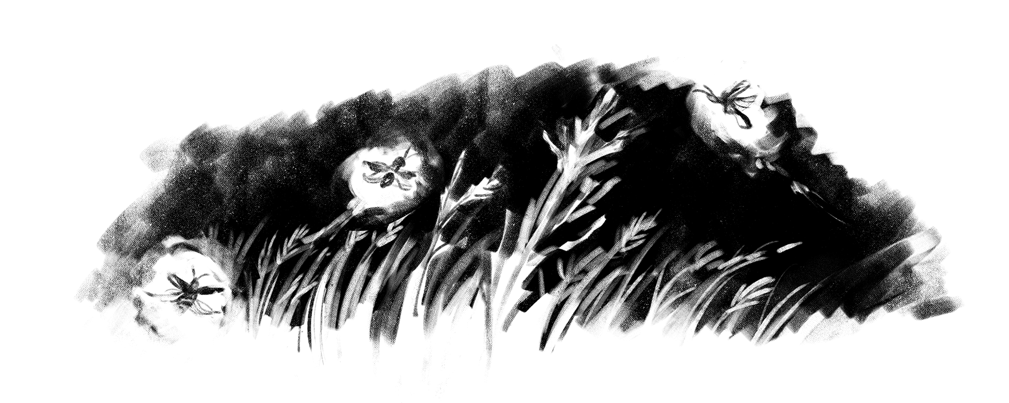 HOTARU