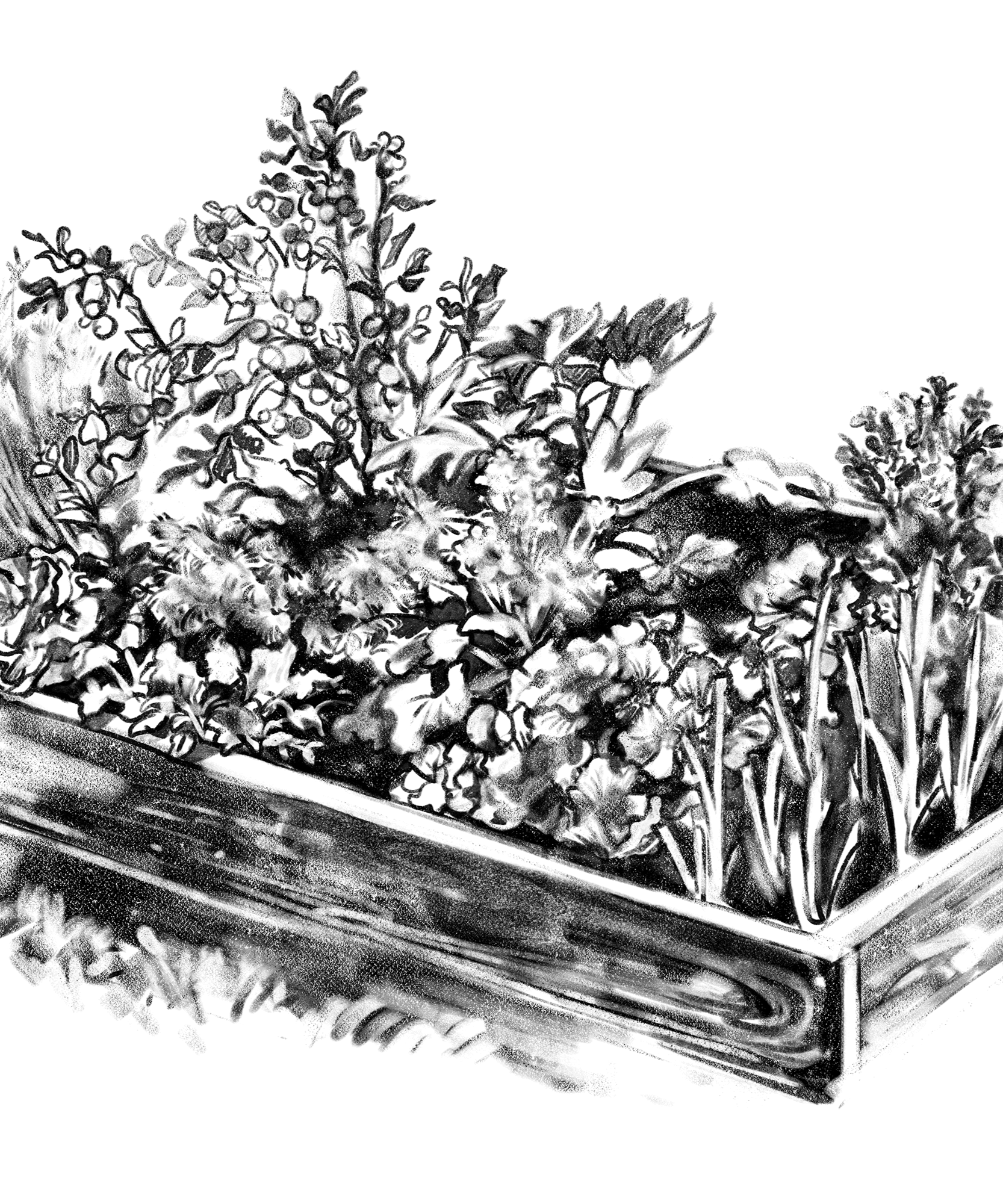ORTO