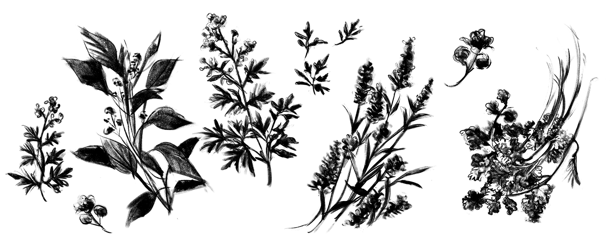 L'ERBE