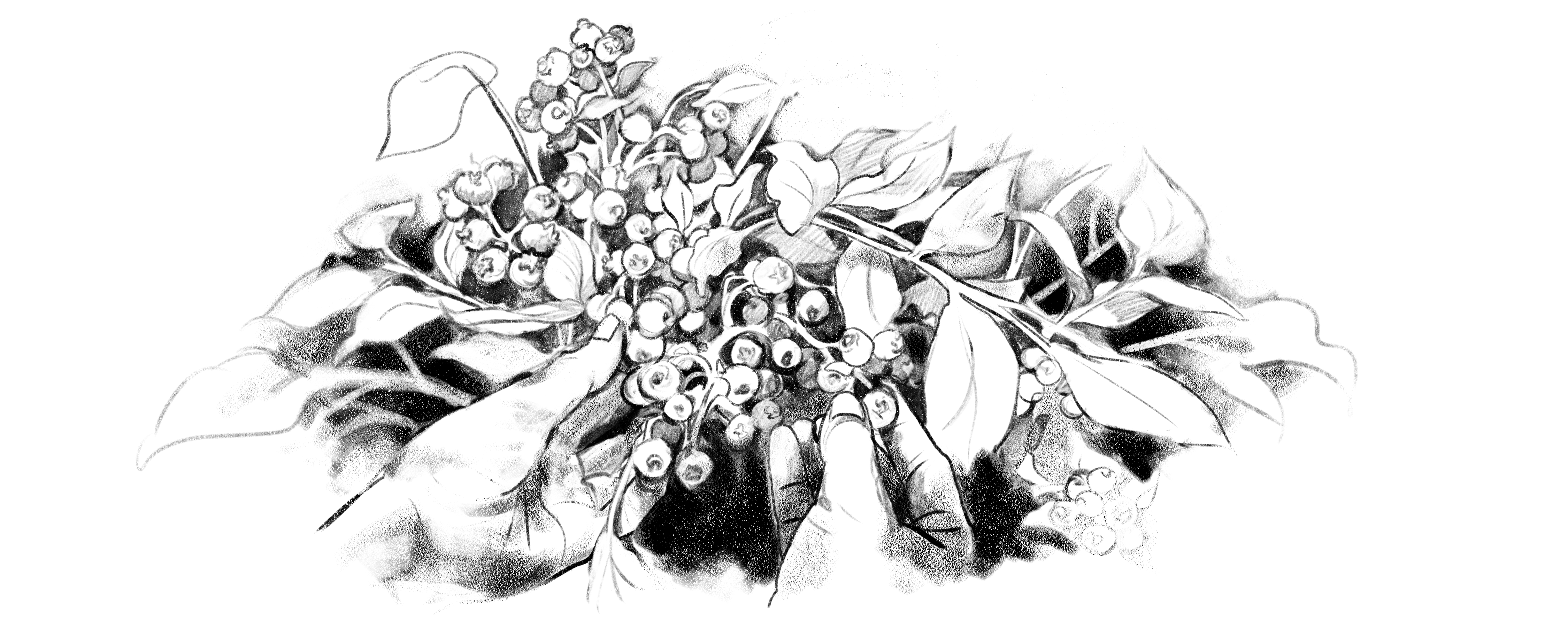 BILBERRY