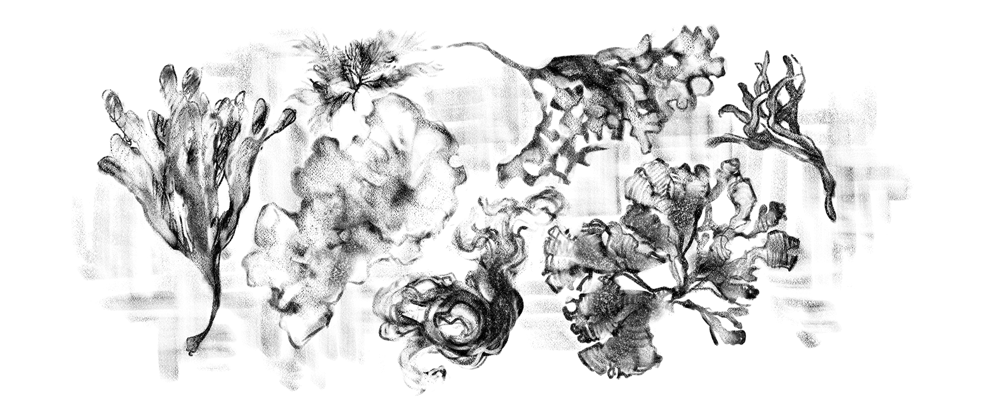 ALGA