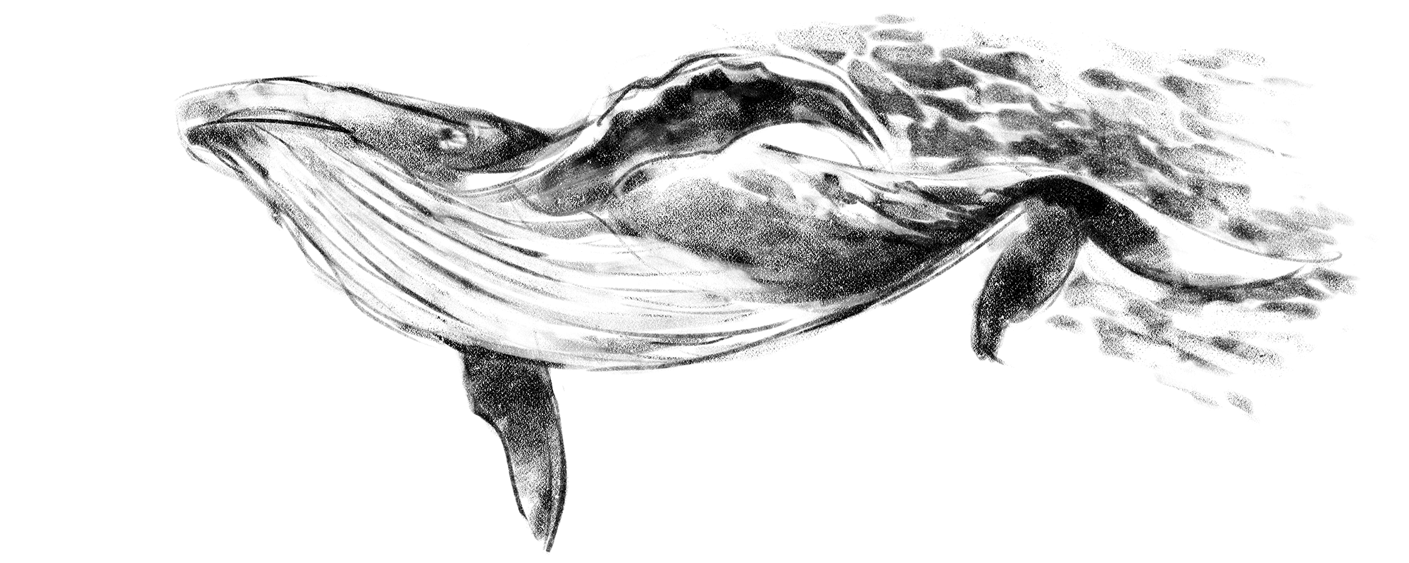 BALEEN
