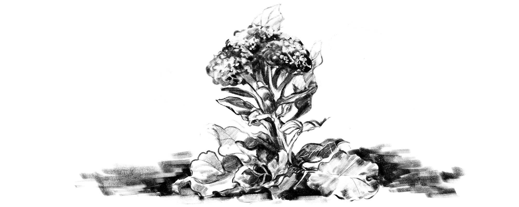 BRASSICA
