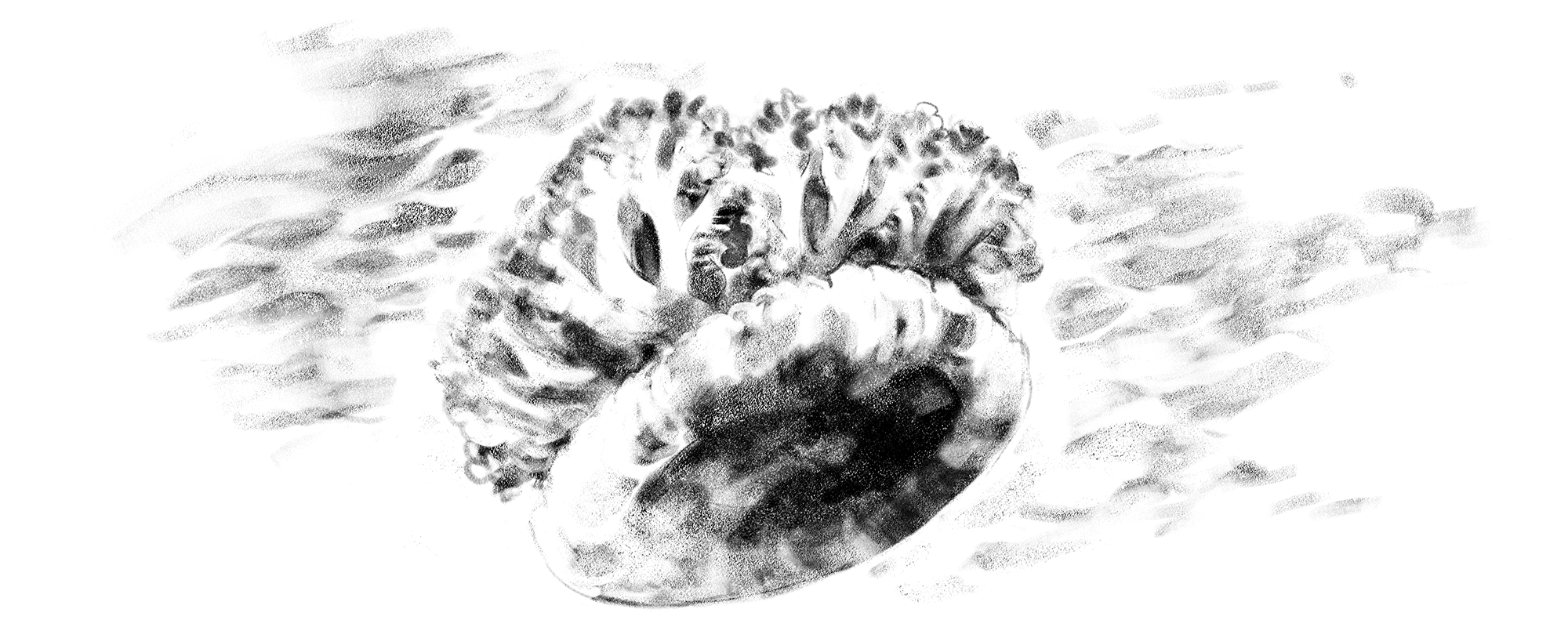 CASSIOPEA