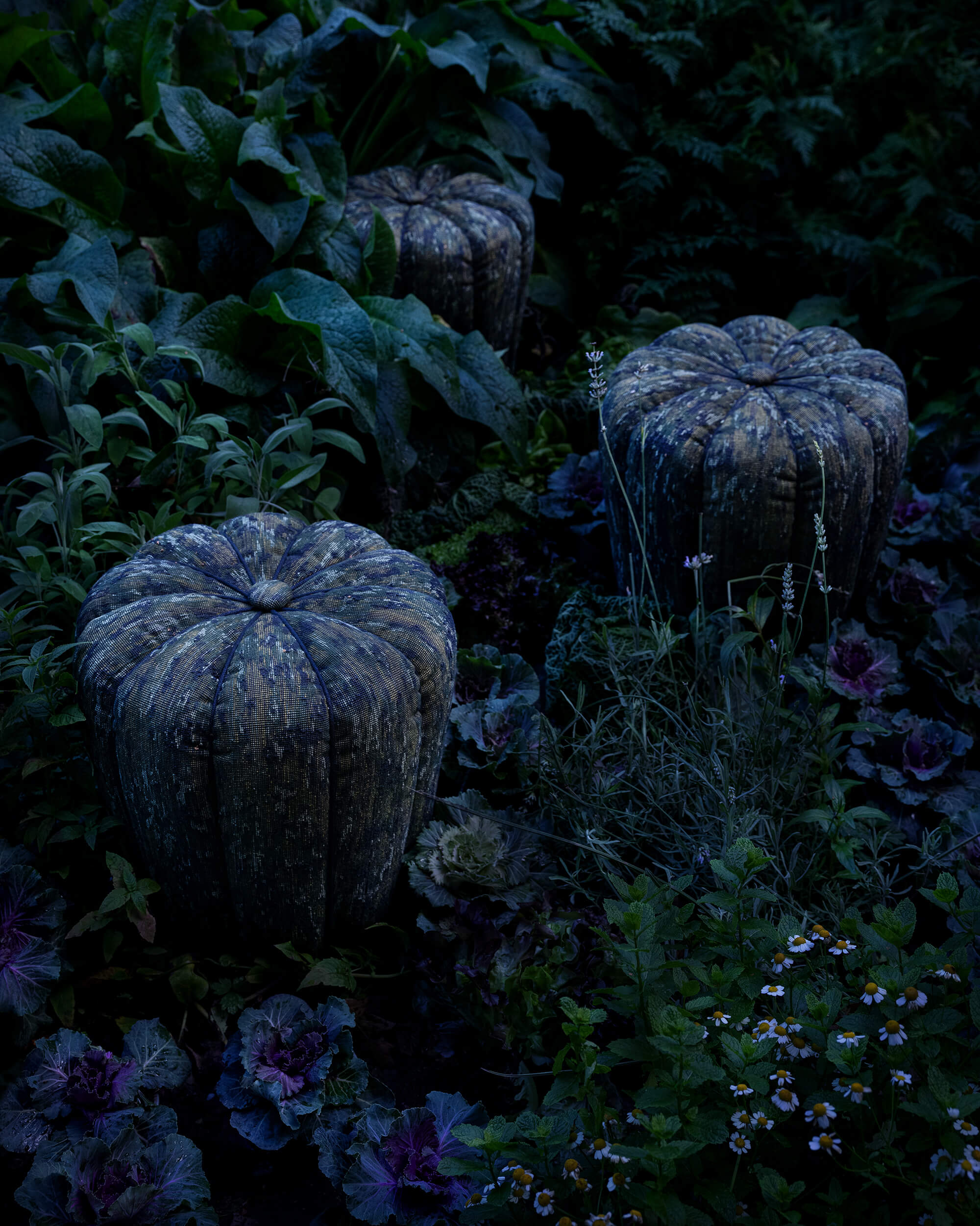 BRASSICA