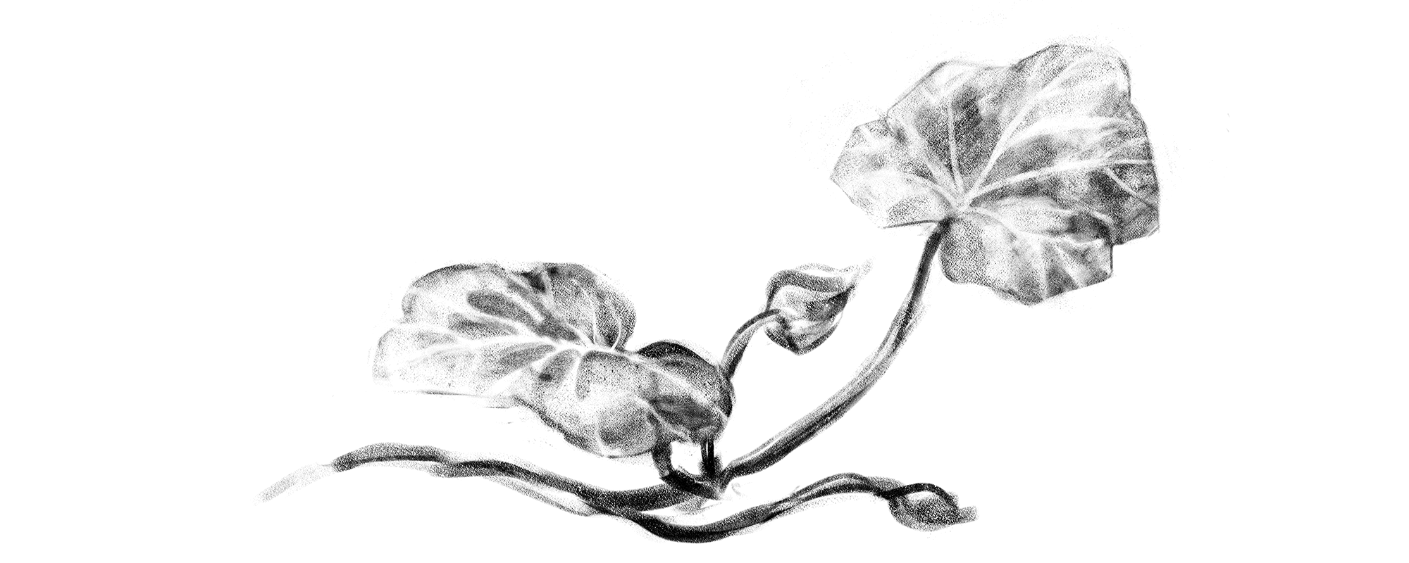 HEDERA