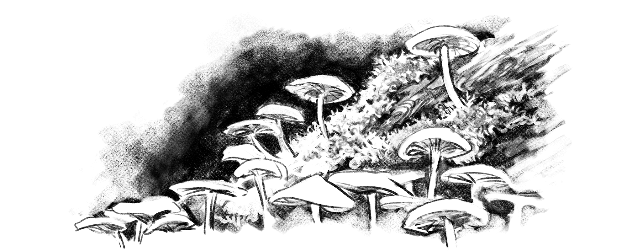 KINOKO