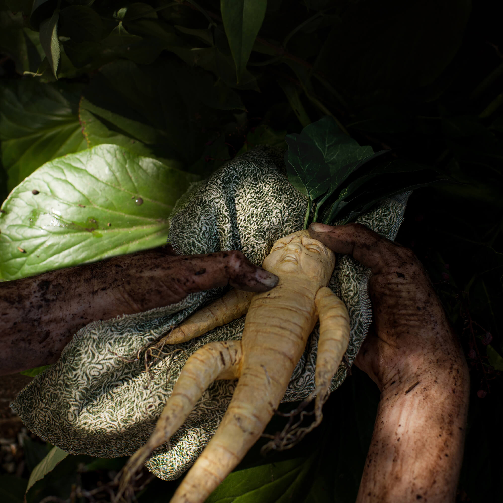 MANDRAGORA
