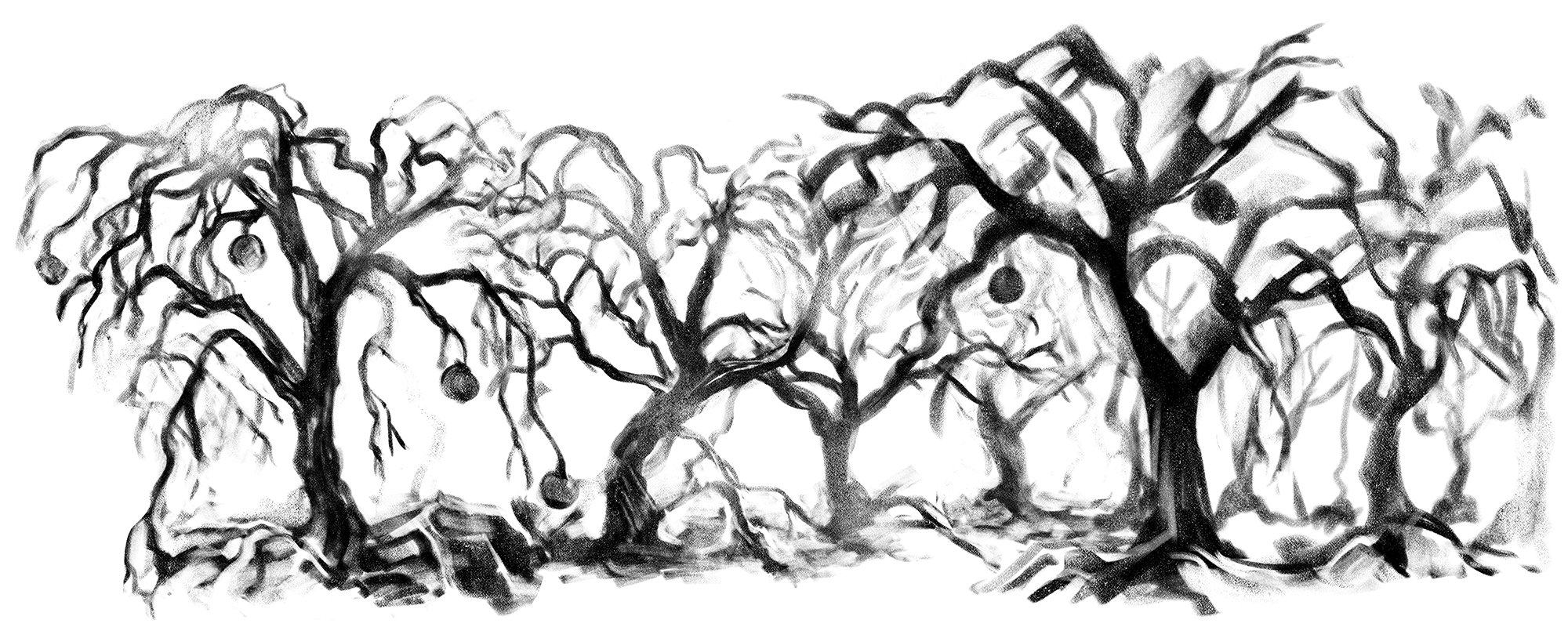MANZANA