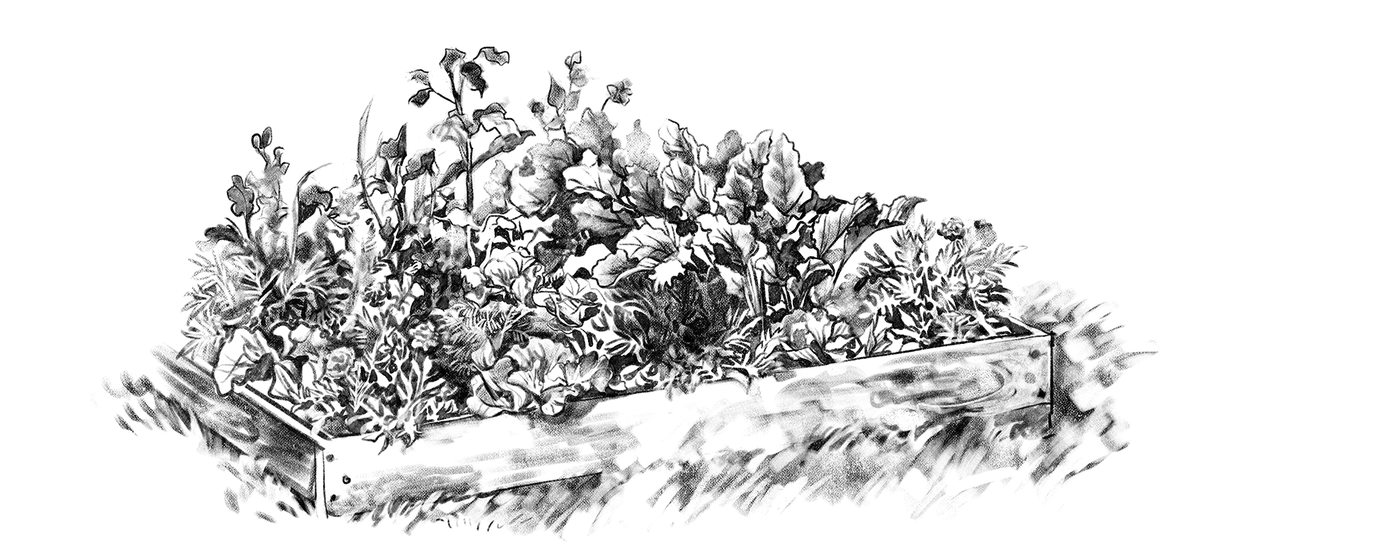 ORTO