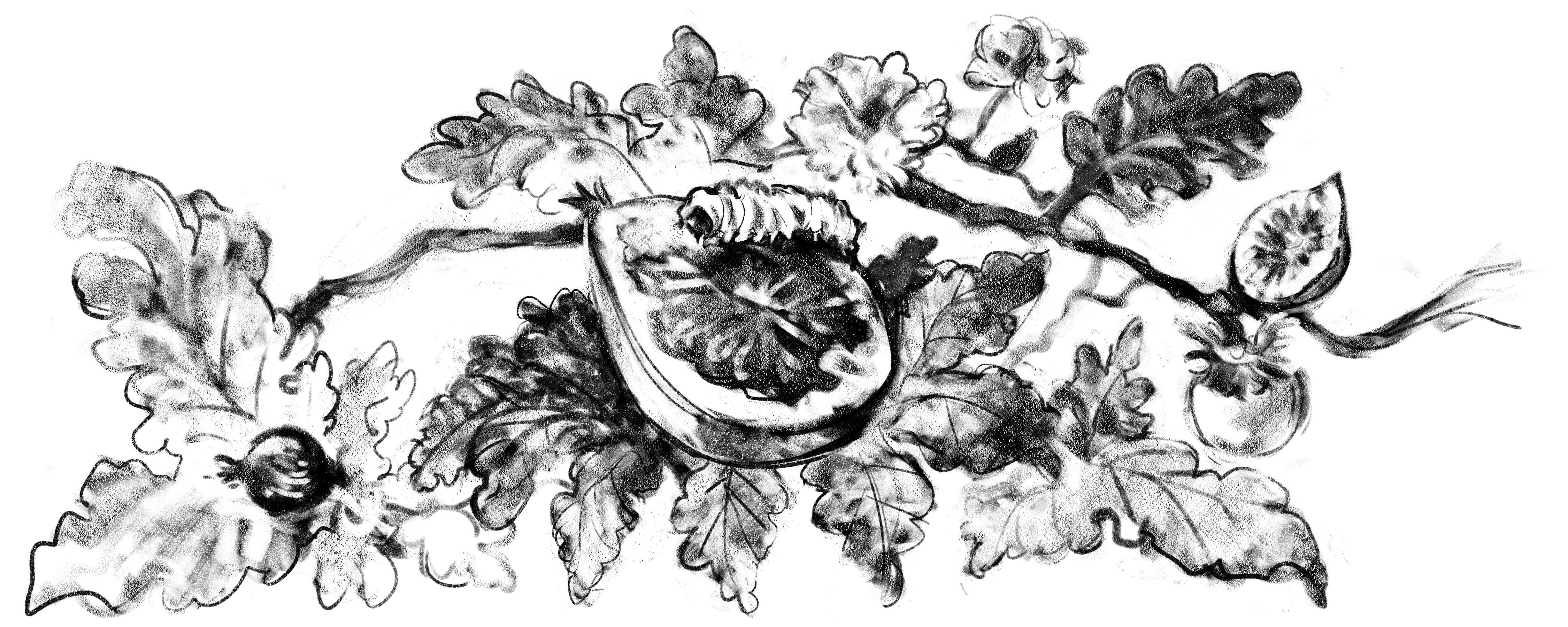 SYCOMORUS